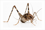 Camel Cricket