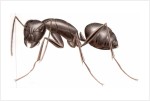 Carpenter Ant