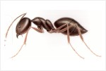 Odorous House Ant