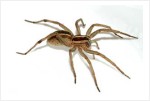 Wolf Spider